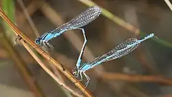 Zwei hellblaue Kleinlibellen einer kanadischen Becherjungferart im Parungstandem.