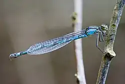 Foto einer weiblichen Becherjungfer, die wie ein Männchen gefärbt ist (androchrom)