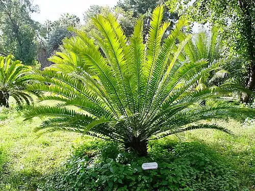 Eine Hybride aus Encephalartos natalensis × E. woodii im Orto Botanico di Palermo