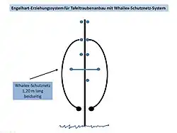 Das Schutznetz wird von unten nach oben aufgerollt