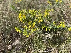 Englischer Ginster (Genista anglica)