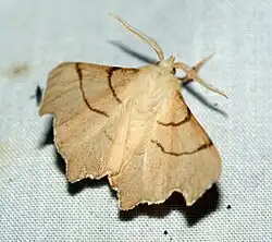 Birken-Zackenrandspanner