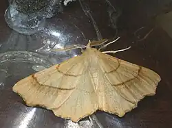 Eichen-Zackenrandspanner