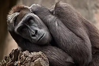 Westlicher Flachlandgorilla