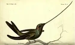 Schwertschnabelkolibri von Prêtre gemalt