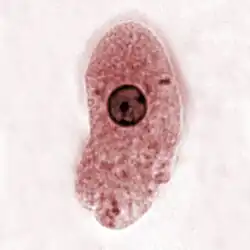 Trophozoit, E.&nbsp;histolytica