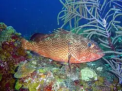Epinephelus guttatus