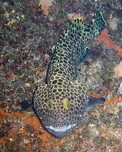 Epinephelus merra