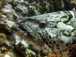 Epinephelus tukula mit Putzerlippfischen