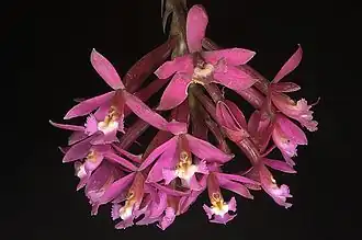 Orchidee Epidendrum secundum