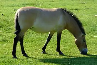 Przewalski-Pferd