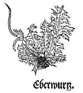 «Eberwurtz». Otto Brunfels 1532[37]