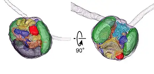 Kolorierte REM-Aufnahme von Dicrateria rotunda, Stamm&nbsp;ARC1