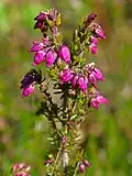 Graue Heide (Bell Heather)