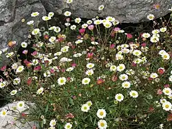 Erigeron karvinskianus