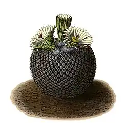 Eriosyce odieri subsp. fulva