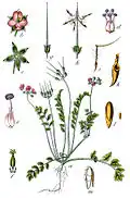 Moschus-Reiherschnabel (Erodium moschatum)