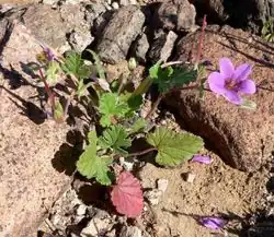 Habitat, Habitus, Blüte und Frucht von Erodium texanum