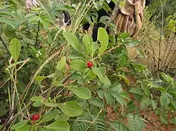 Erythroxylum monogynum