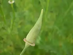Noch geschlossene Blüte von Eschscholzia californica mit später abfallender Kalyptra an der Spitze