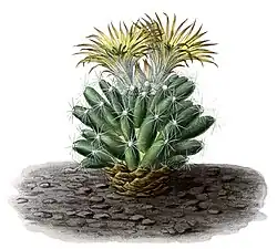 Escobaria missouriensis subsp. missouriensis