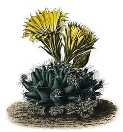 Escobaria missouriensis subsp. missouriensis