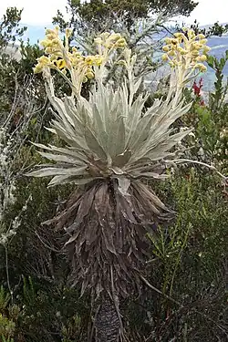 Korbblütler: Espeletia grandiflora (Espeletia)