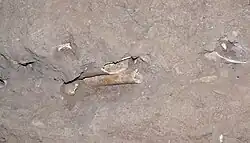 Das Erdreich steckt voller Knochen hier bestatteter Menschen