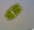 Euastrum bidentatum (52x30 µm)