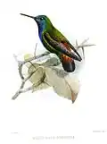 Eucephala pyropygia illustriert von John Gerrard Keulemans