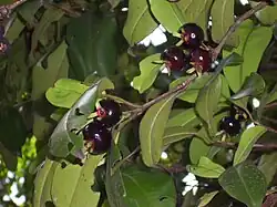 Grumichama (Grumixama)