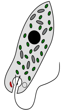 2010 Euglena