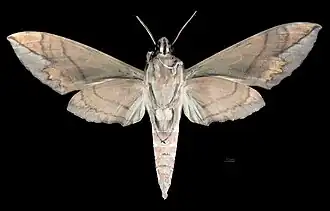 Ventralansicht des Männchens.