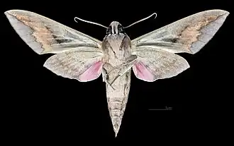 Männlich – Ventralansicht