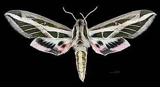 Weiblich – Dorsalansicht