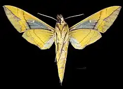 Eumorpha labruscae ♂ △