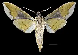 Eumorpha pandorus ♂ △