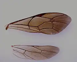 Eupalamus wesmaeli ♂ Flügel