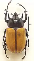 Eupatorus fruhstorferi