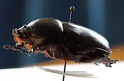 Eupatorus birmanicus (w)