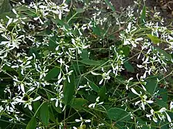 2014 „Diamond Frost“