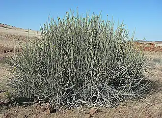 Euphorbia damarana (Damara-Wolfsmilch, Melkbos)