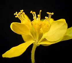 Auch die Cyathien der Euphorbia epithymoides sind leuchtend gelb