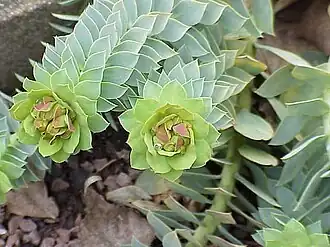 Endständige Blütenstände im Knospenzustand