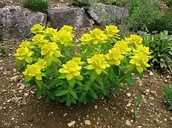 Die Hochblätter der Euphorbia epithymoides sind leuchtend gelb gefärbt