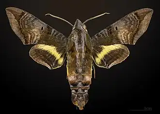 Eupyrrhoglossum venustum