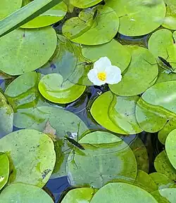 Europäischer Froschbiss (Hydrocharis morsus-ranae)