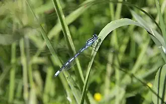 Gemeine Becherjungfer (Enallagma cyathigerum) am Beverteich