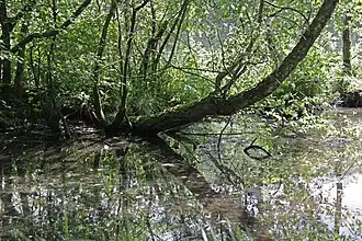 Beverteich mit Ufergebüsch in der Flachwasserzone