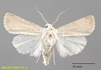 Euxoa tronellus (nachtaktiv)